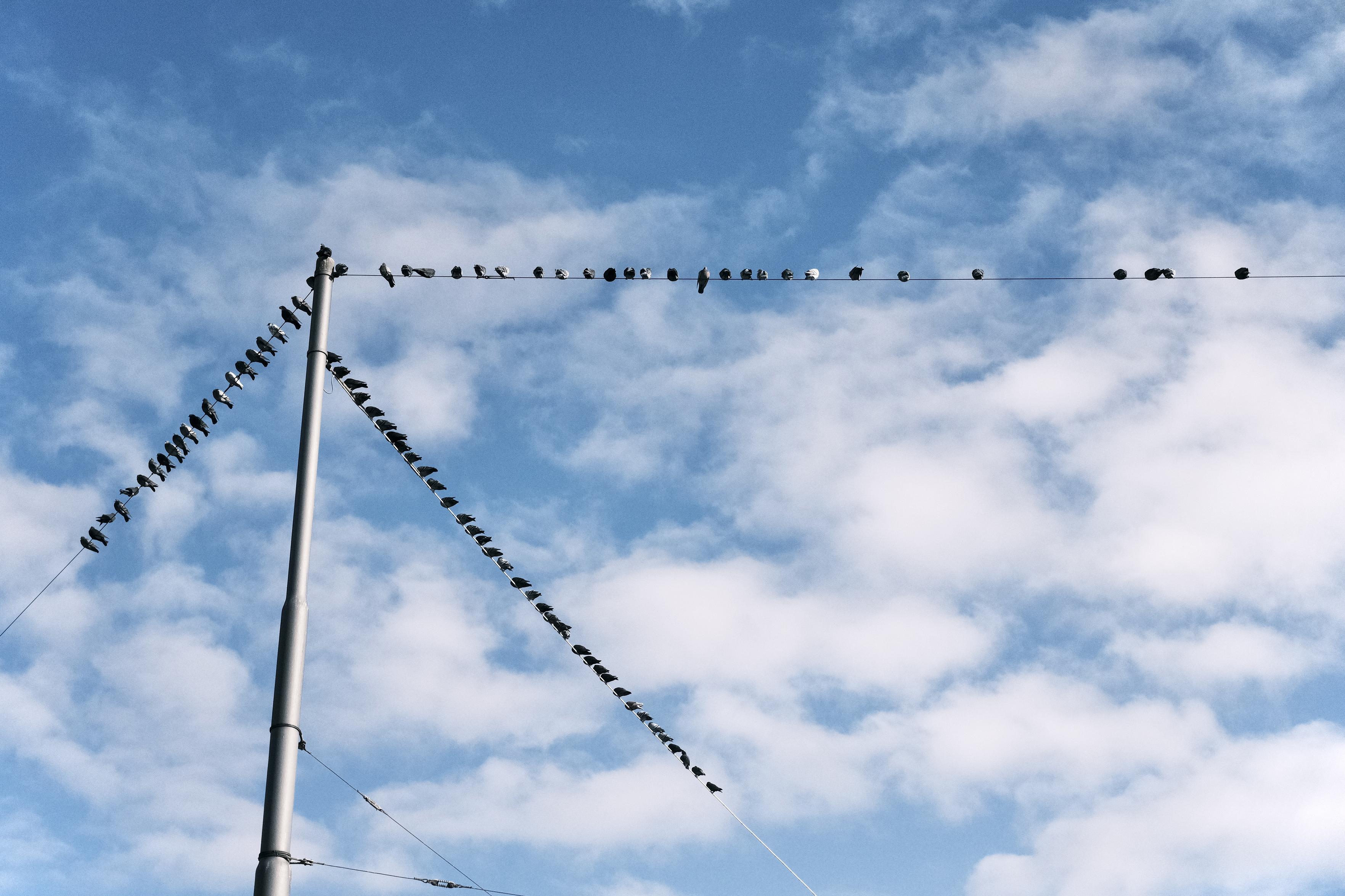 A phot up a tram power line pole with three wires going into three directions. On all three wires birds are sitting close together, they all are close to the pole, almost sitting in a large group. The sky otherwise is just lightly clouded, the image empty