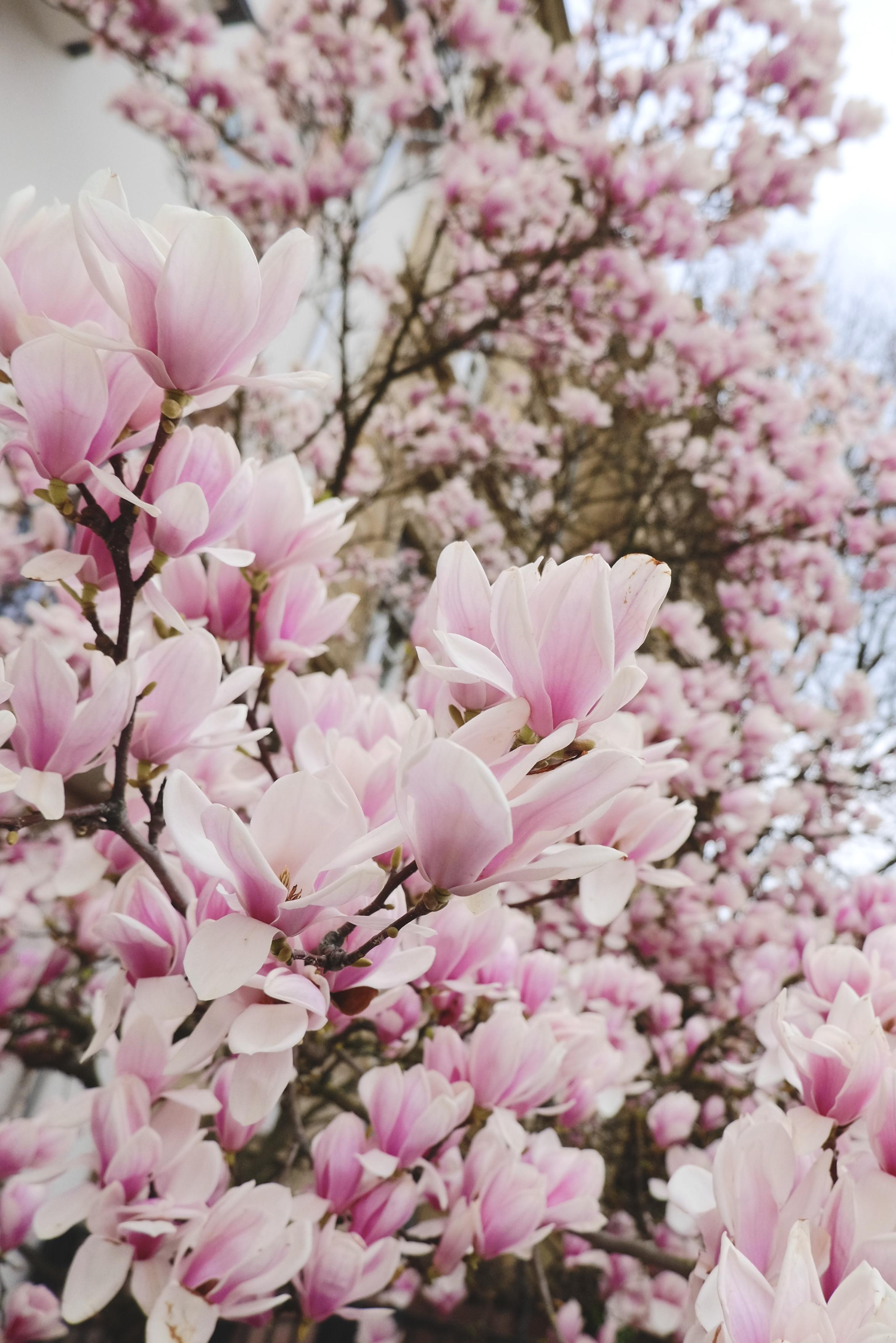 a photo up a magnolia tree in full bloom. In the bottom left corner a twig full of sizeable, pink white magnolia flowers face the sky. They have a gentle look to them. The rest of the image is filled with the tree out of Fokus and lightly blurred