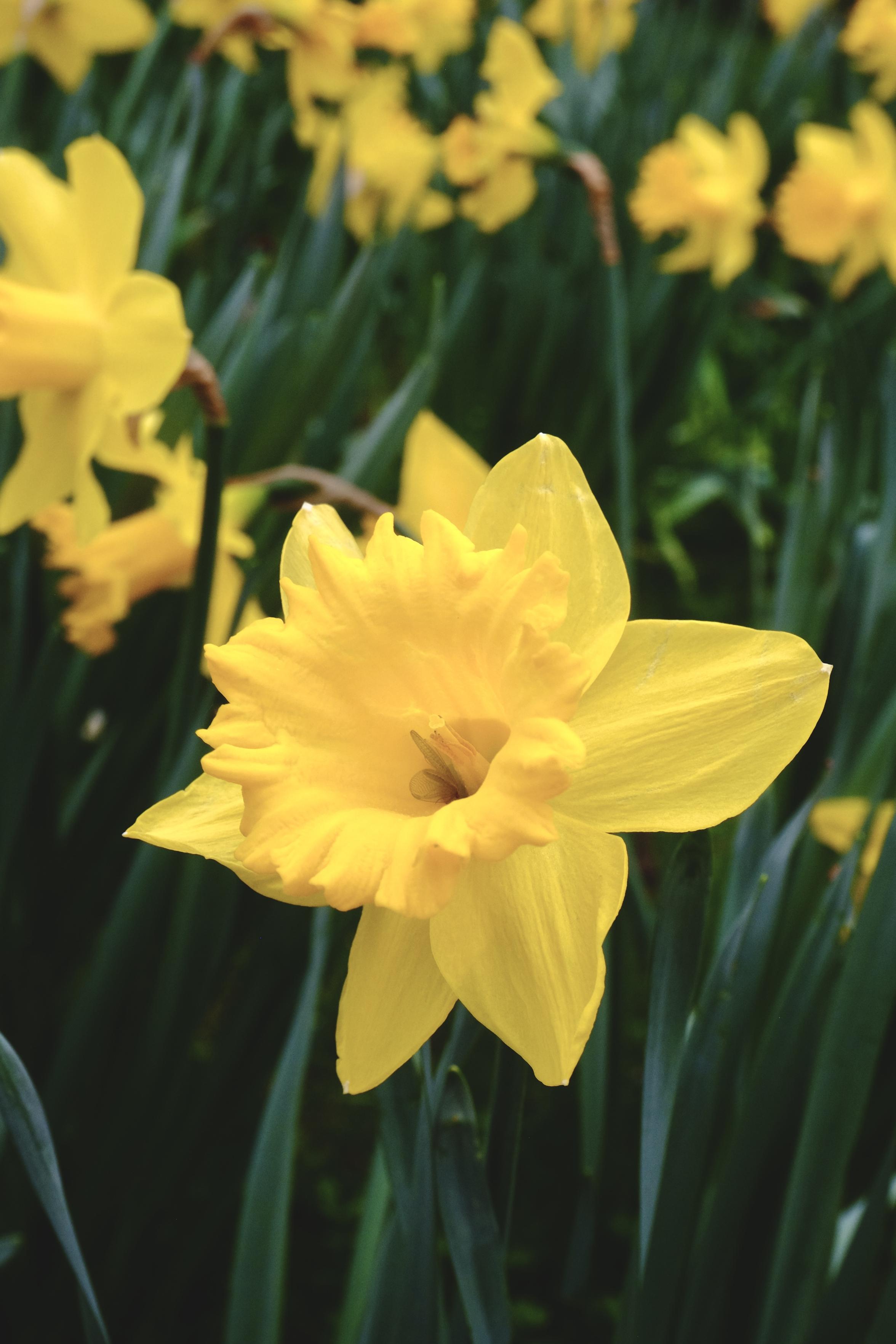 A closeup of a daffodil, its bright yellow and faces to the left. The rest of the image is blurry but filled with a field of daffodils