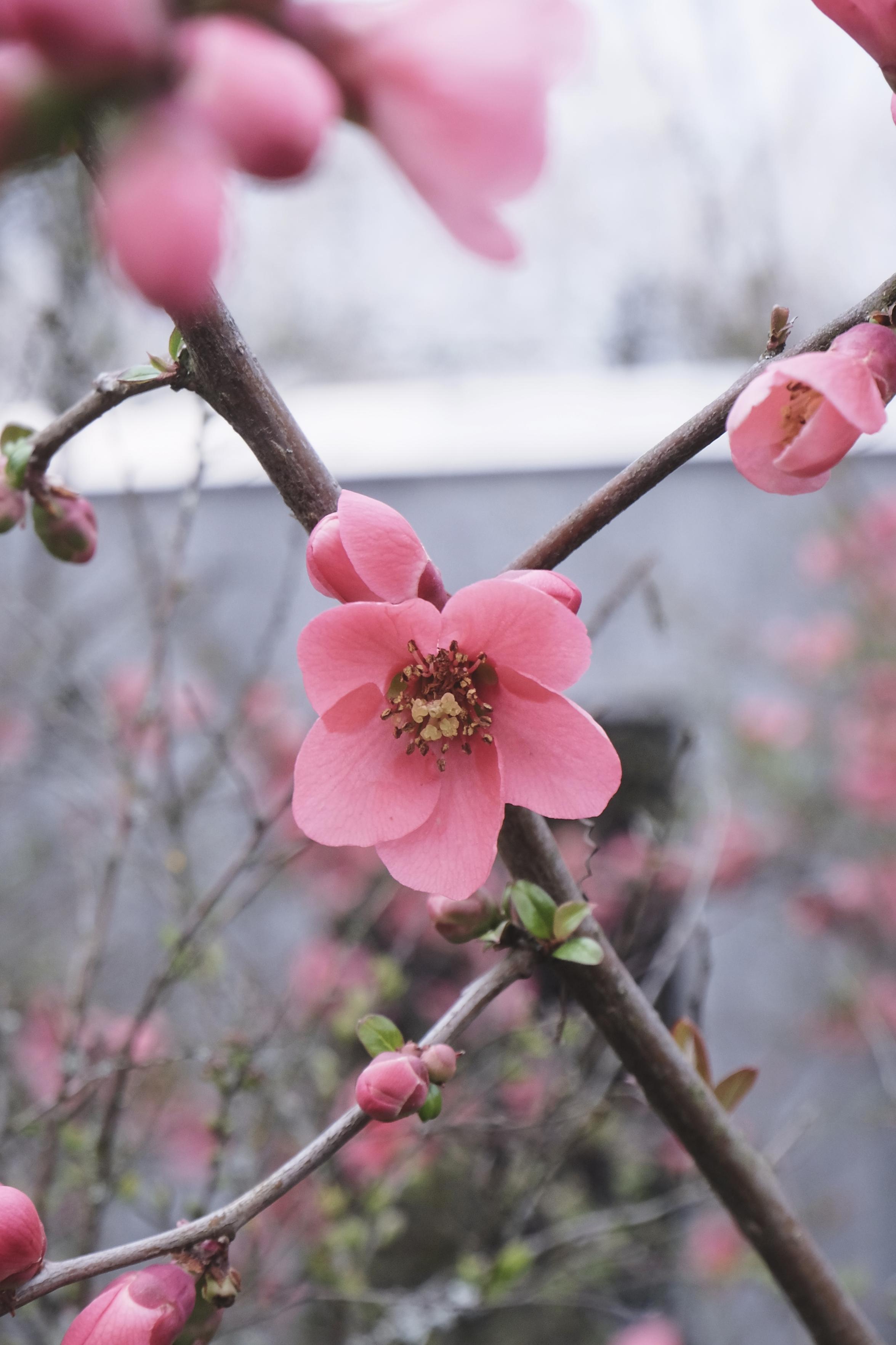 Closeup of a small hibiscus flower. It sits somewhat distant from other buds on a bare branch in the bright day. It’s salmon coloured and has gentle pedals