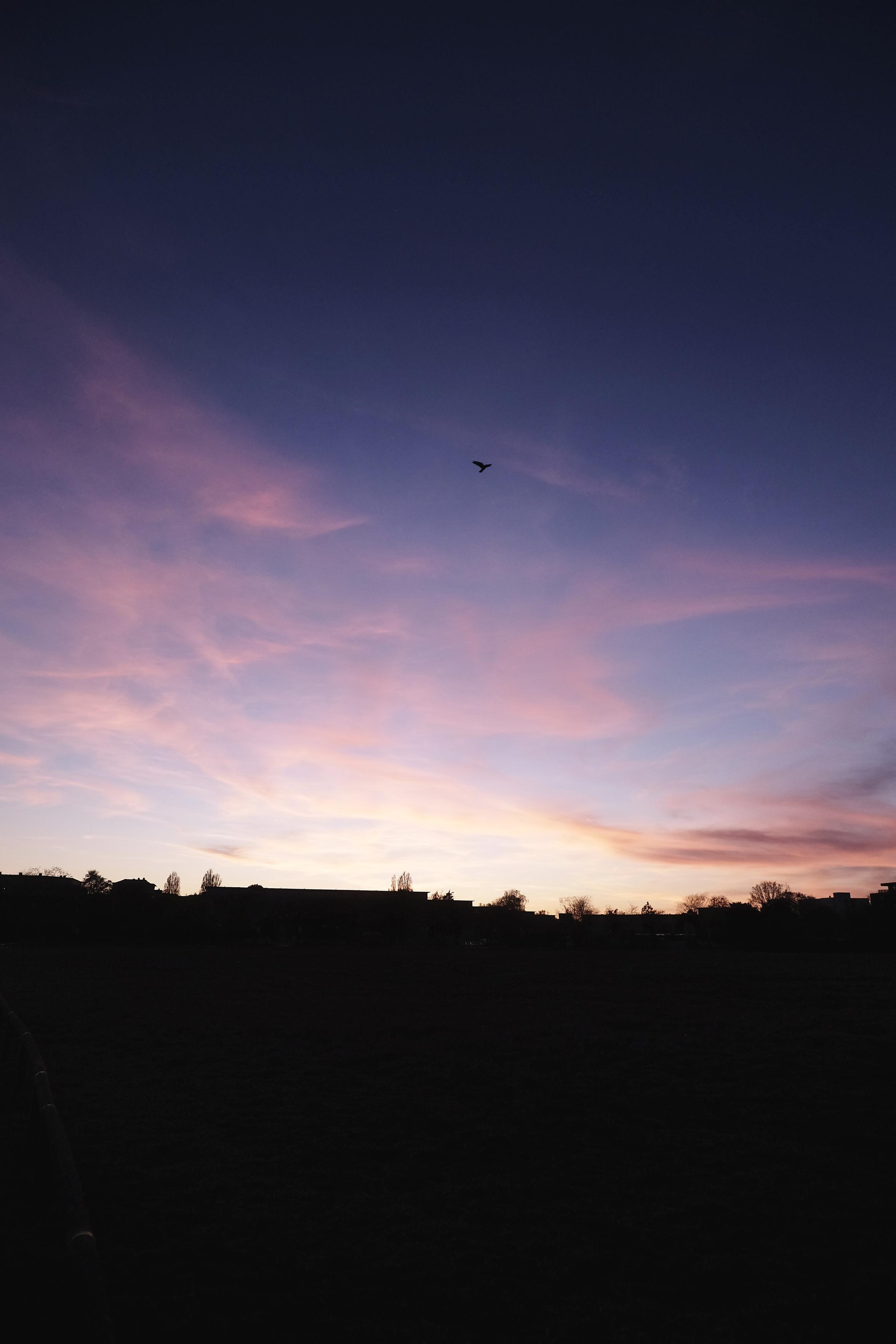 A portrait shot of a crow against a pale pink blue sky climbing into the air, into the ever darkening sky.
