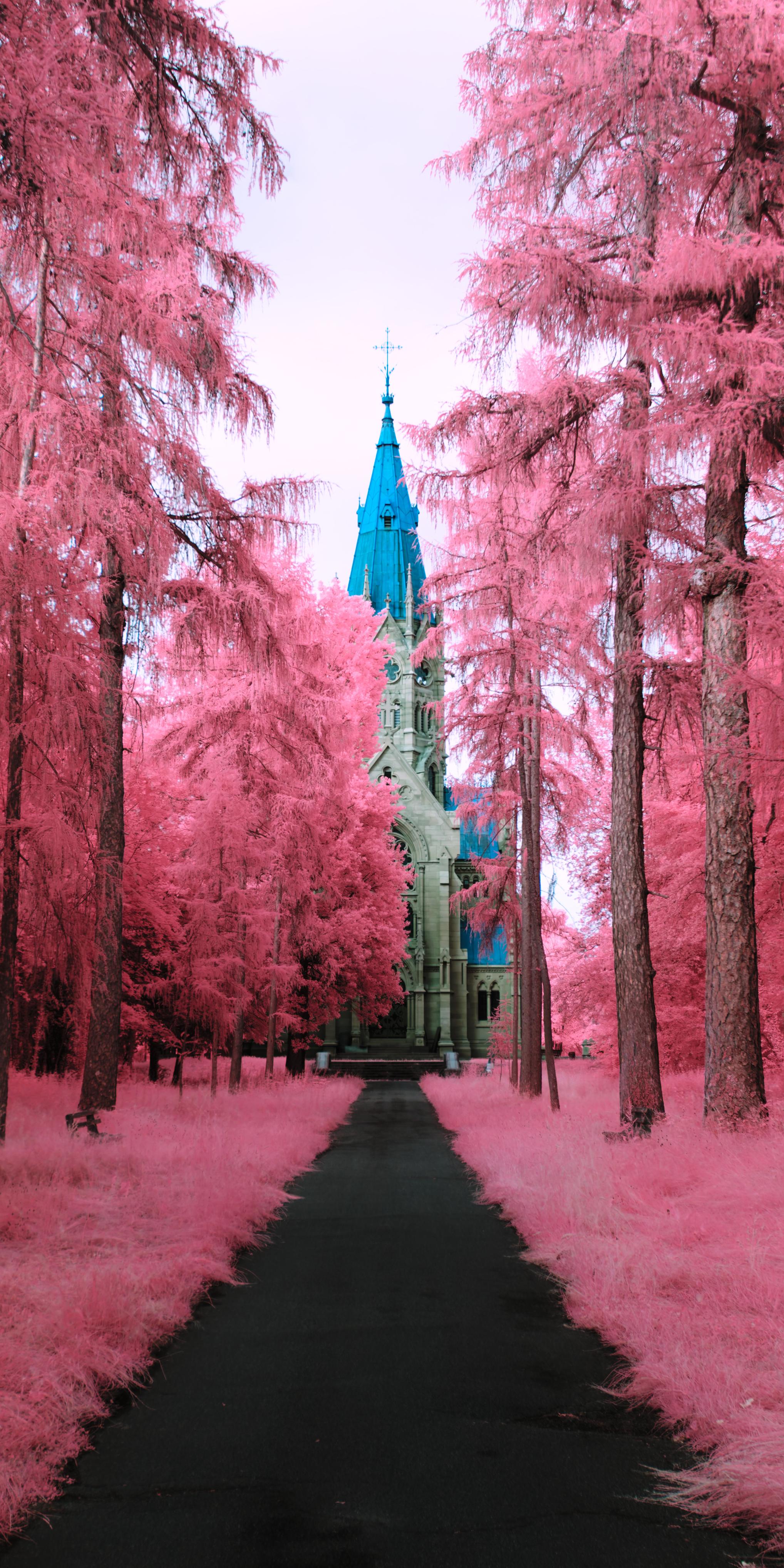 A photo down a path towards a large chapel, the path is lined with grass and tall pine trees. The sky is a white mush of clouds. The bark has a pleasant light brown, the foliage is bright pink, fluffy even. The chapel is sandstone colored, with a hint of green, the roof is bright turquoise