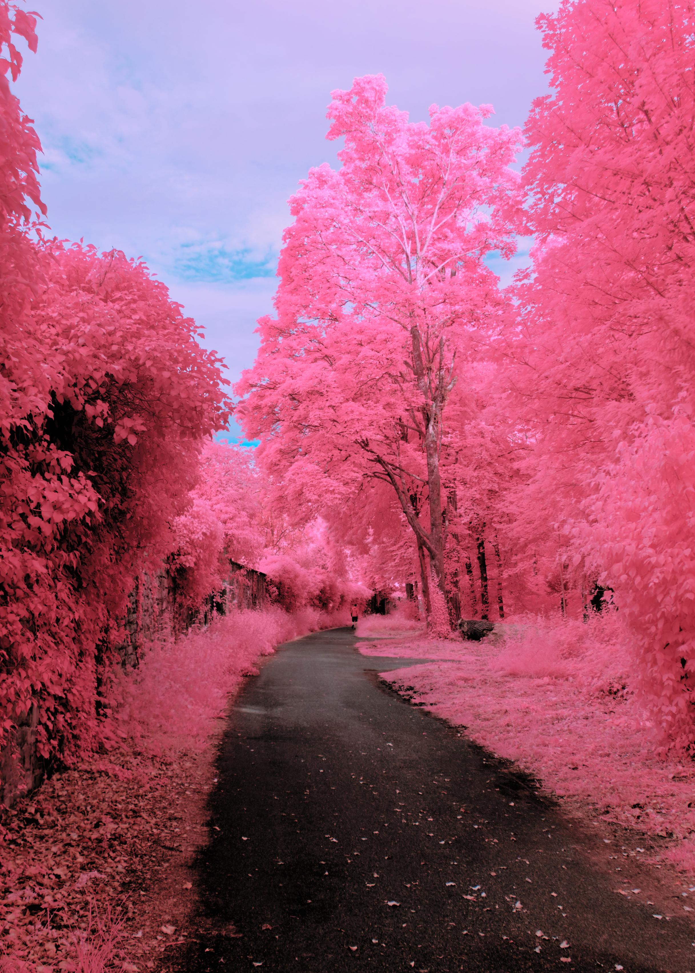 A photo down a curved path next to a stonewall. The path itself is dark, paved. The stone wall is made of sandstone and fully overgrown. To the right there are large trees. The sky is clouded, with specs of light blue visible. The trees and all foliage a bright and vibrantly pink, violently pink