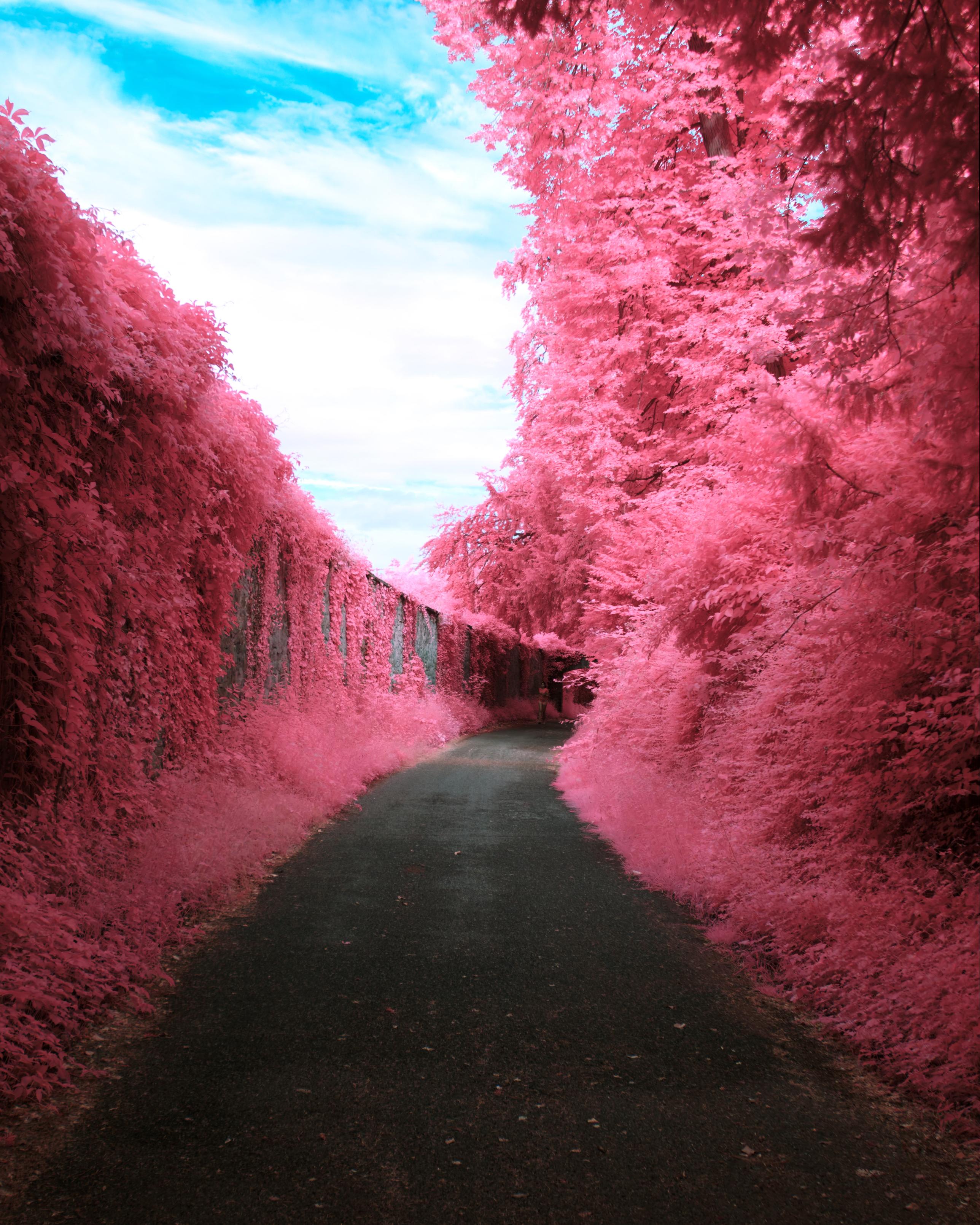 A curved path with an overgrown cobblestone wall to the left, it is full of bright pink vines. There’s pavement is dark grey. To the right tall forestry fills the image, also bright pink. To the top left clouded fluffy, bright blue sky fills the image