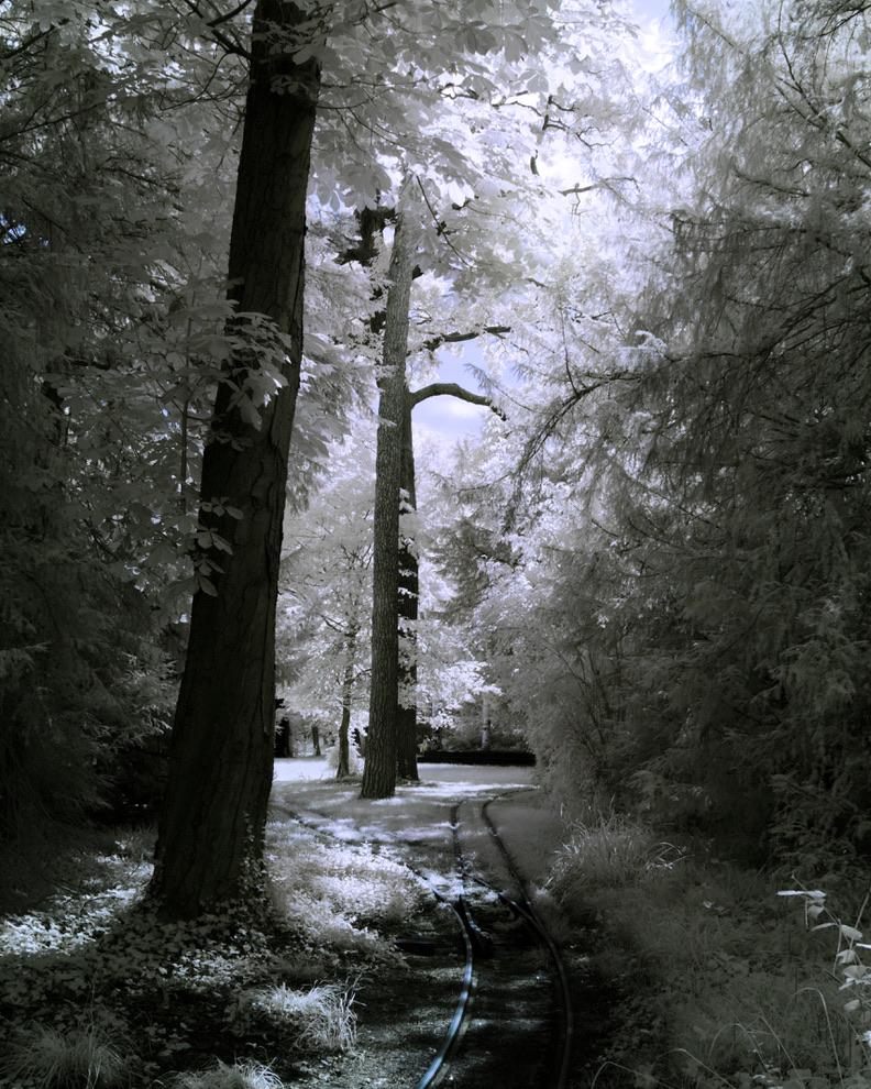 a forresty scene of traintracks running between tall trees along a lawn towards a temple in the distance. the trees are dark and contrasty, the leaves bright and white. the grass is white as well. it is not a monochrome photo, but there is very little colour