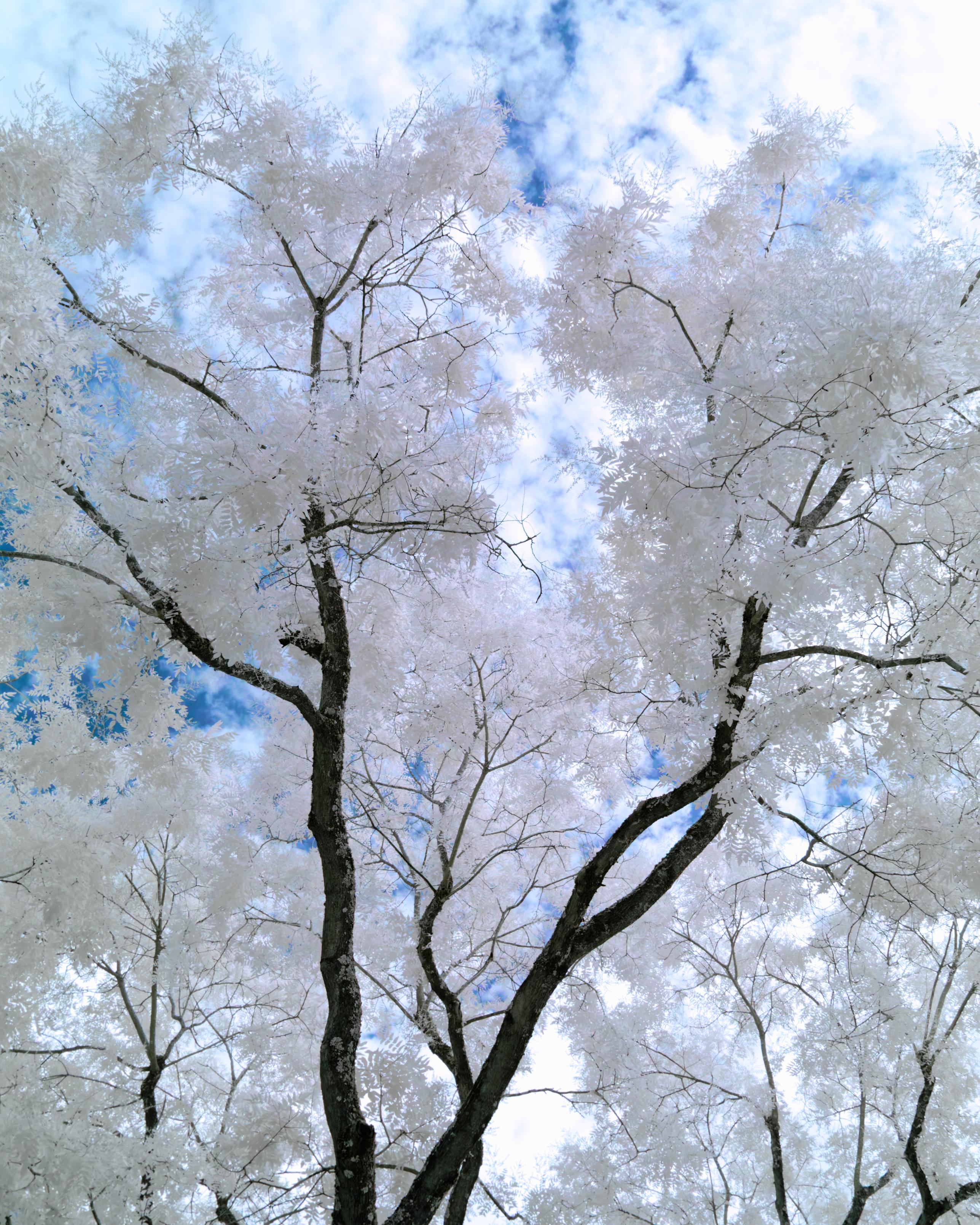 a tree with bright white foliage growing against a lightly clouded, blue sky. The wood is dark and contrasty against the white leaves