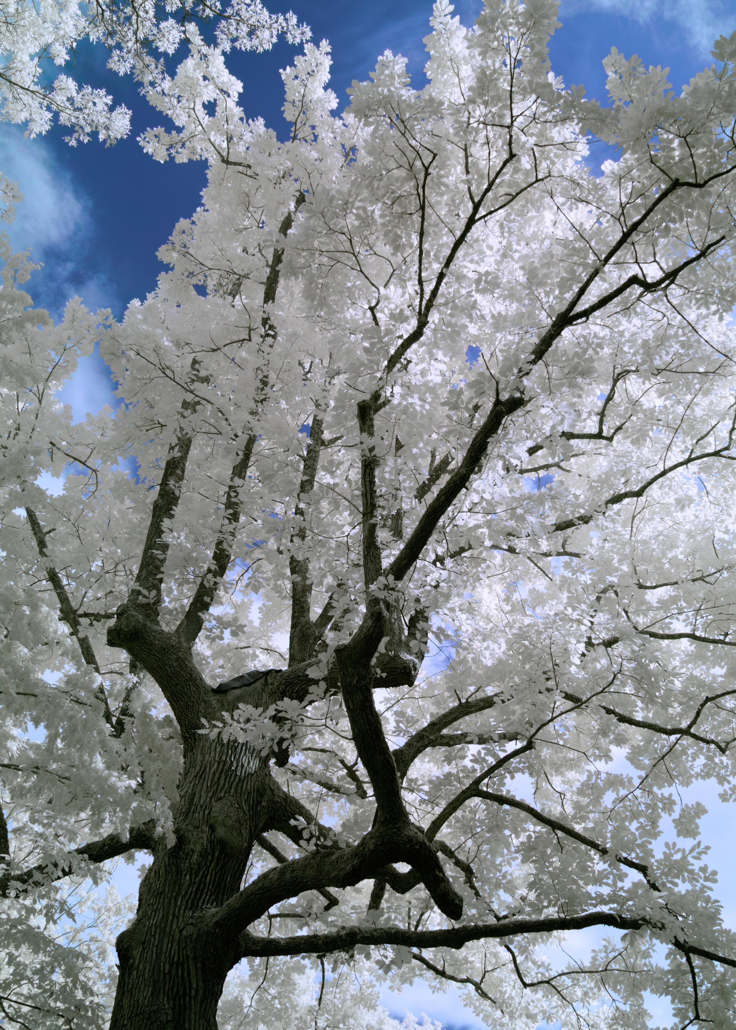 A dense white foliage against a blue sky with dark contrasty branches. They are all reaching into the white glowing light