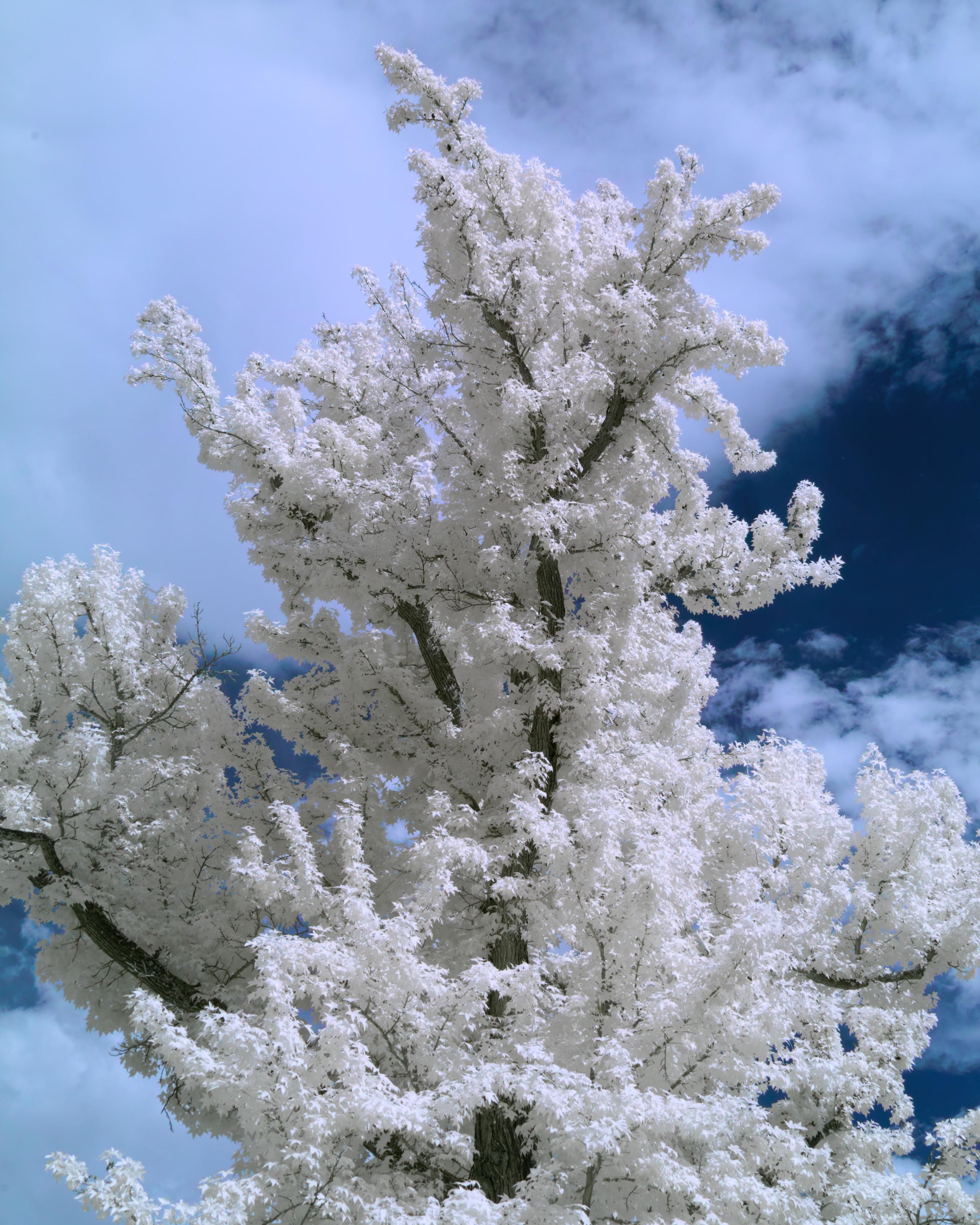 A luscious tree against a dark blue, clouded, contrasty sky. The leaves are dense and white, bright white