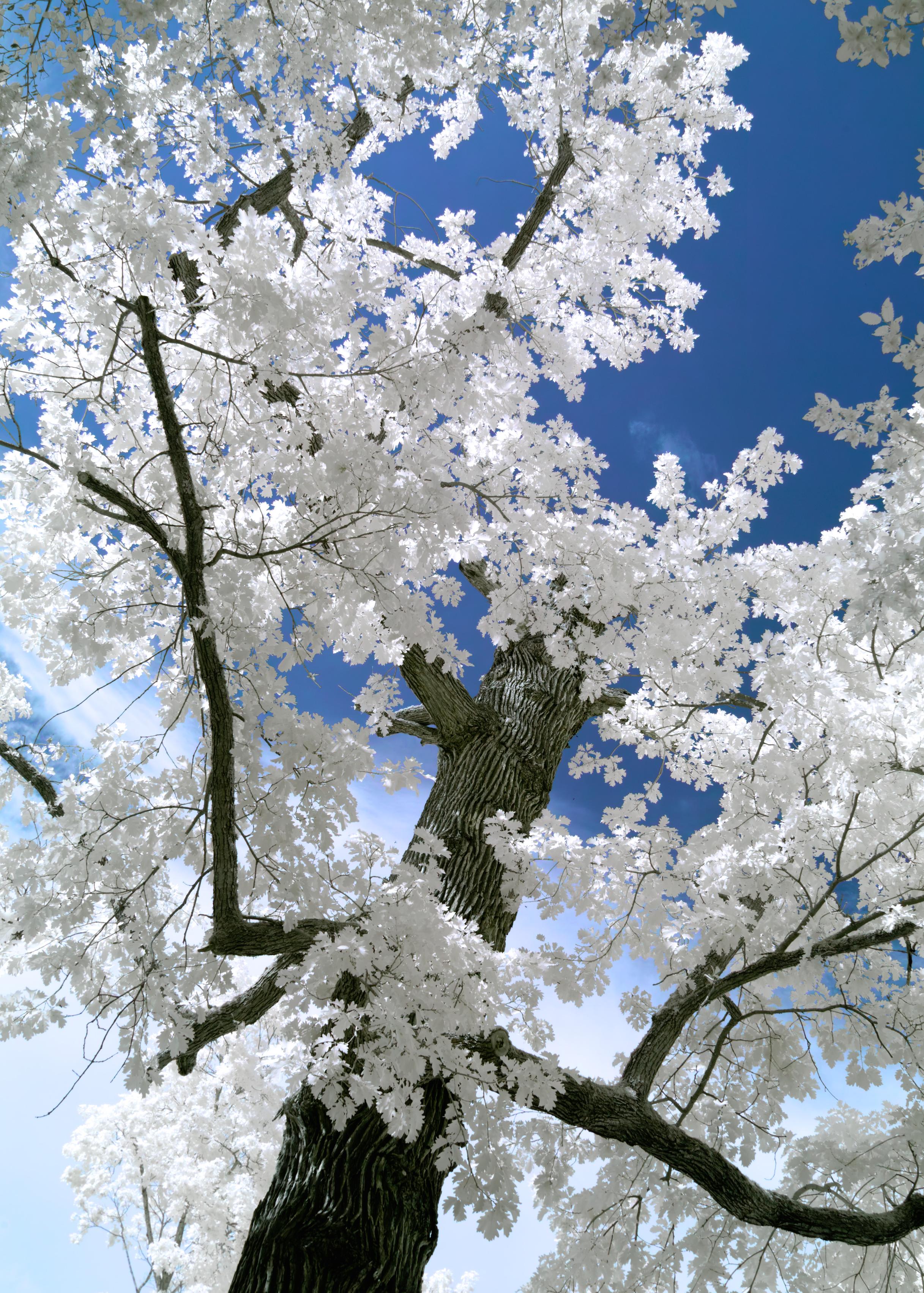 A photo through branches of a tree of white glowing leaves. The sky is blue. The wood is contrasty