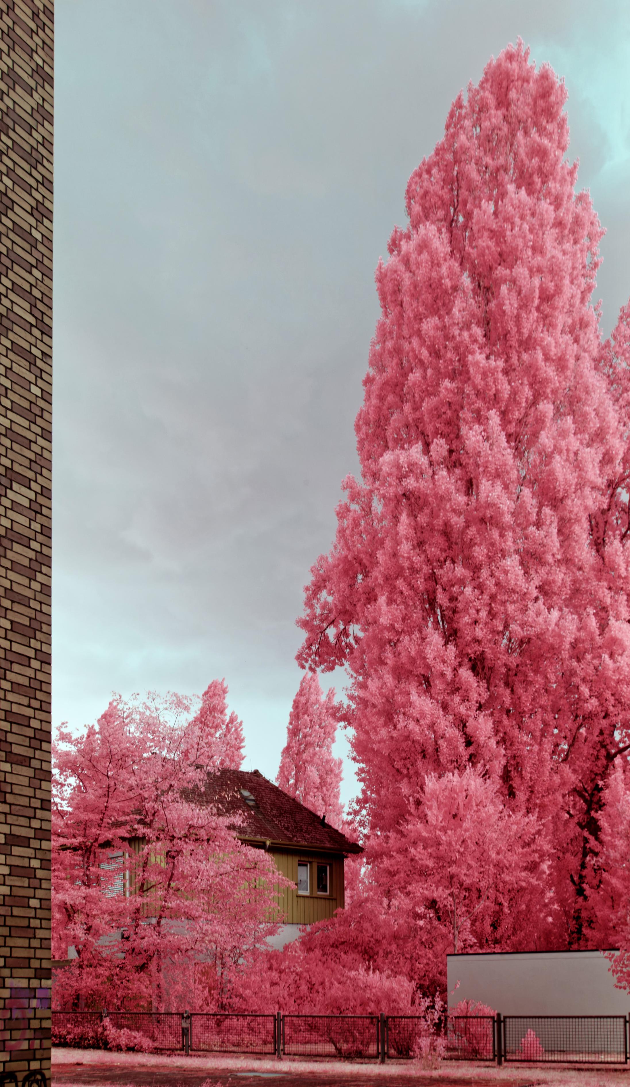 A tall photo of a small yellow hut to the bottom, an image filling brick wall to the left and a large Cyprus tree to the right. The tree and the shrubbery surrounding the yellow hut glow vibrantly pink. The rest of the photo is oddly off colour. It’s an infrared photo in aerochrome style