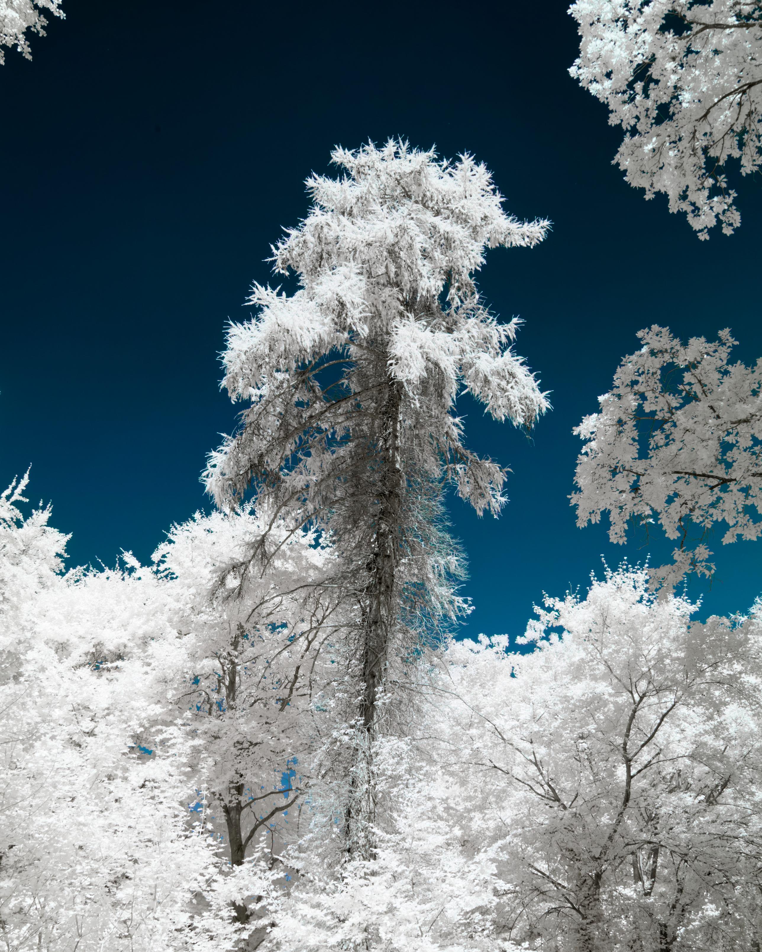 a photo up a an evergreen tree. it stands tall taller than all the other trees surrounding it. it is framed by a dark deep blue sky. it is not the natural blue you expect from the sky. all leaves are bright white, glowing, the photo is contrasting 