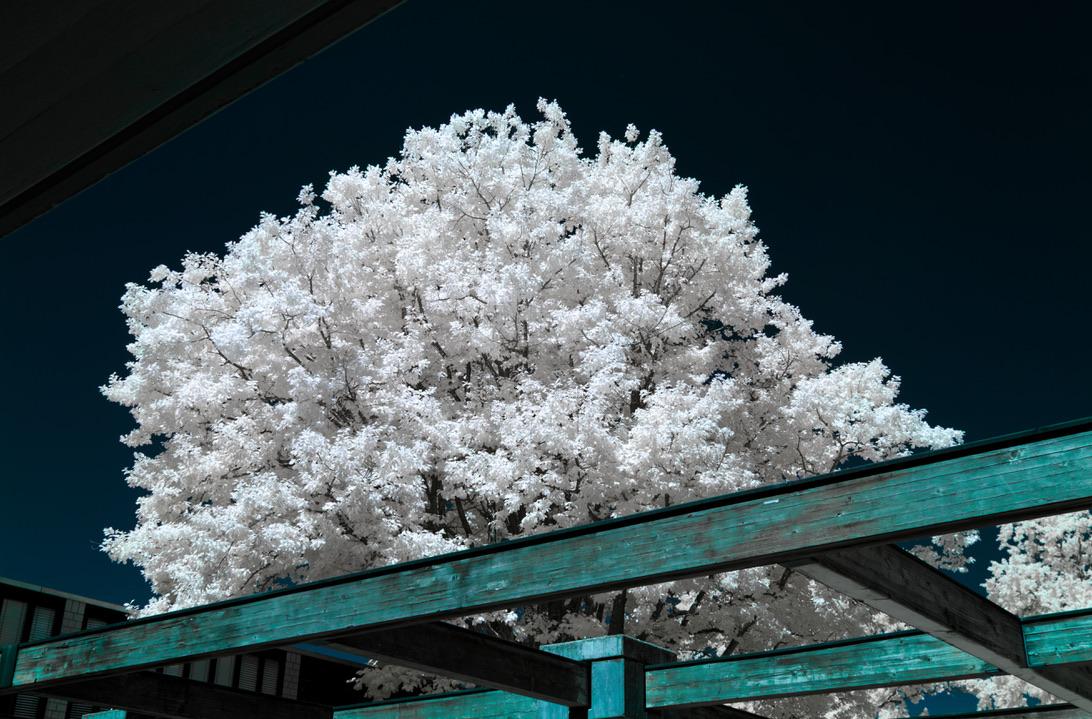 a photo up a wooden structure towards a large tree. the wooden structure, a roof of open beams is vibrantly dark green with hints of blue. the tree, mostly leaves, is bright white, absolutely colourless. the sky surrounding the scene is dark dark blue. it is a surreal scene