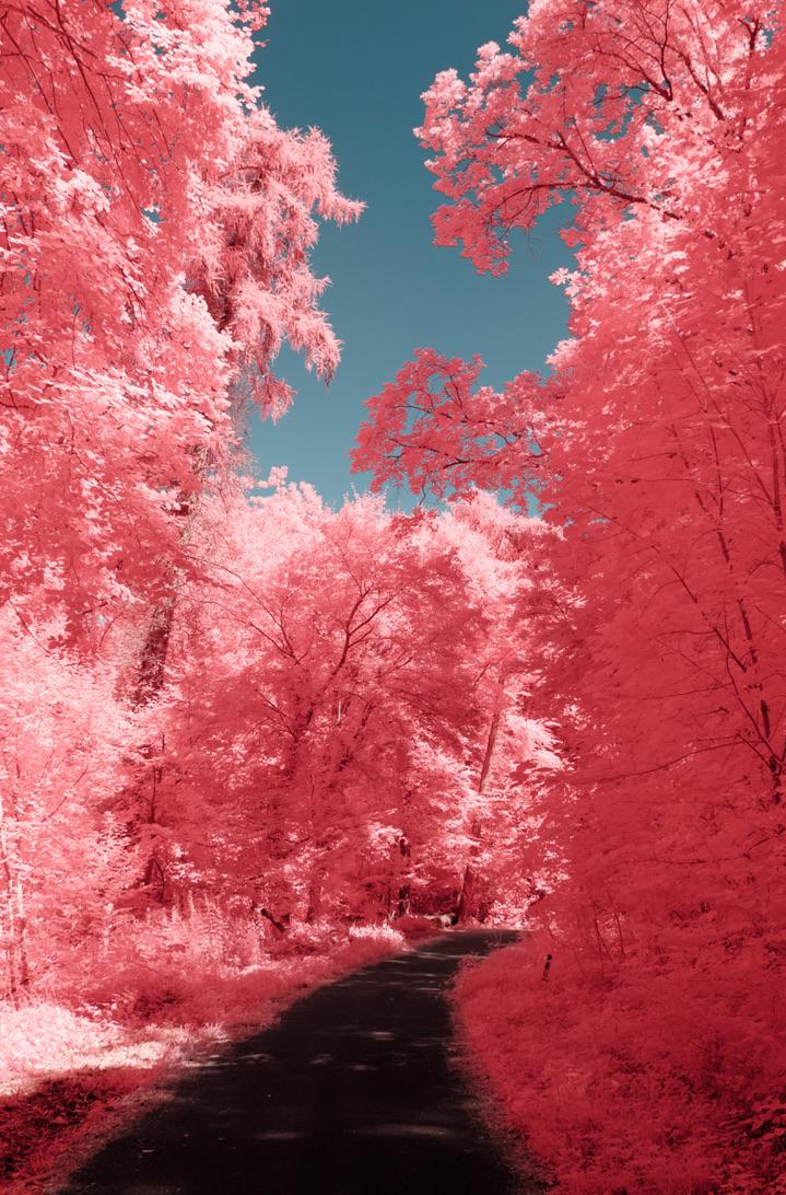 a vibrant photo down a paved road in a forest. it is lined with trees and shrubbery, all leaves are bright, vibrant, dense and pink. surreally pink. the sky above is pale blue, a form of cornflower blue. the pavement is dark grey. there is no obvious subject in the scene, it is rather something that looks alien, not necessarily comforting