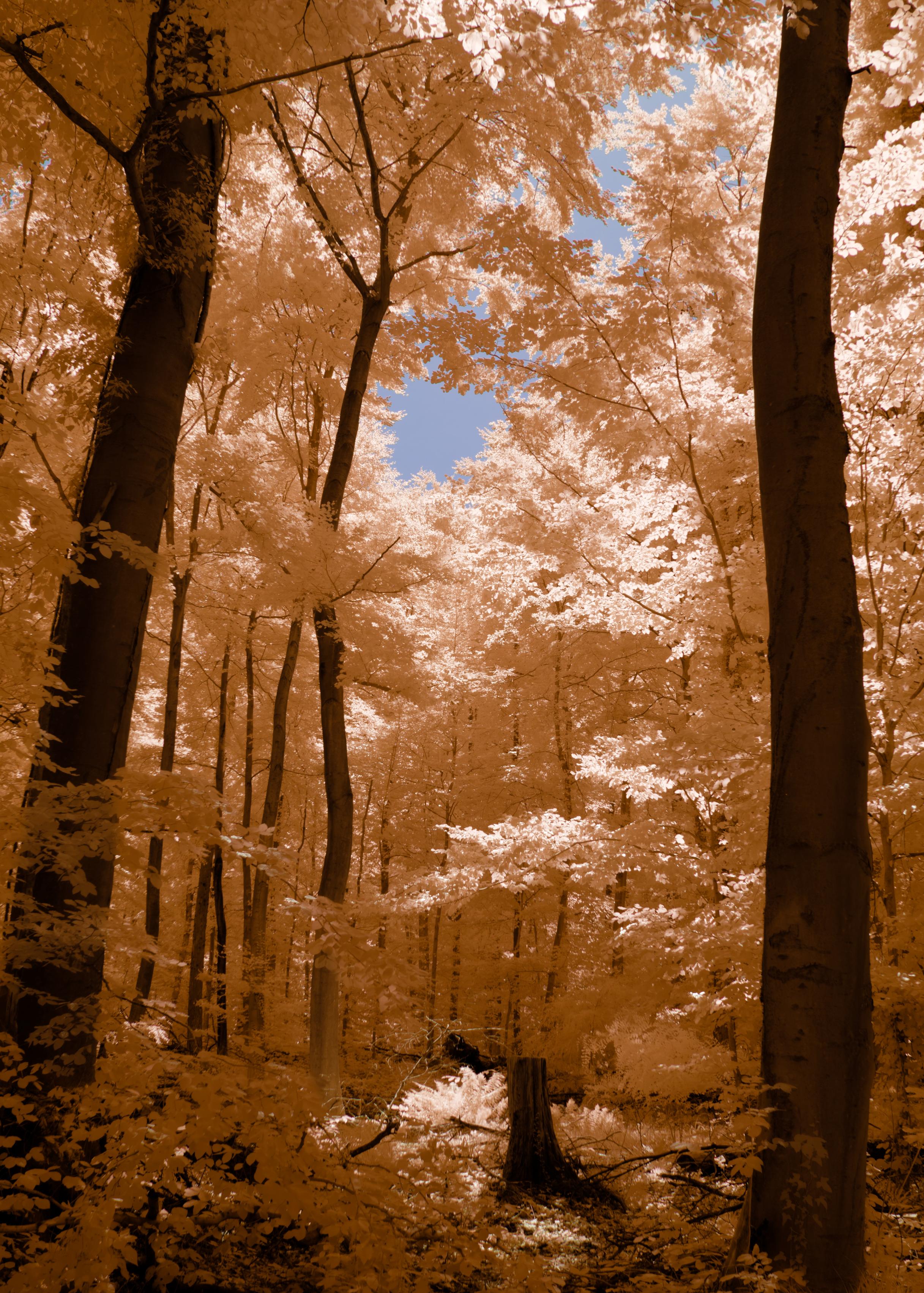 a photo down a dense forest, it is full of trees and shrubbery. a bit of sky is visible. all the wood is dark and contrasty, the leaves are bright and golden yellow, the floor, full of plants is golden yellow and the sky is pale grey-blue. it's a golden warm scene, comforting
